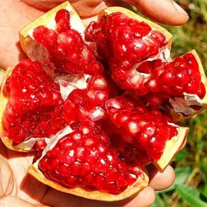 吃石榴吐籽還是不吐，吃石榴的好處與壞處