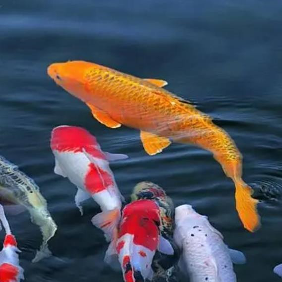 錦鯉一般養(yǎng)幾條最吉利，錦鯉魚飼養(yǎng)方法