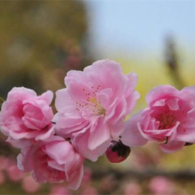 晚年?duì)€桃花生肖有哪些，年齡越大桃花運(yùn)越旺的4大星座