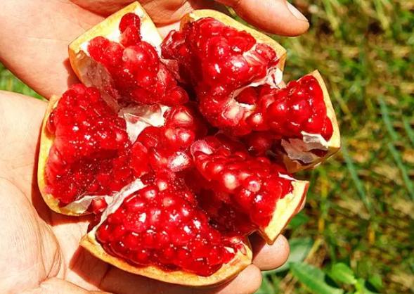 吃石榴吐籽還是不吐，吃石榴的好處與壞處