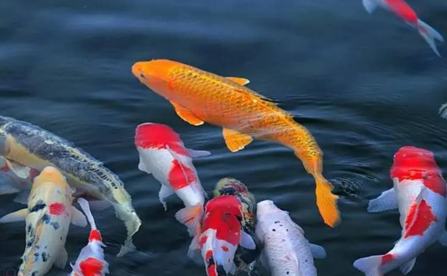 錦鯉一般養(yǎng)幾條最吉利，錦鯉魚飼養(yǎng)方法