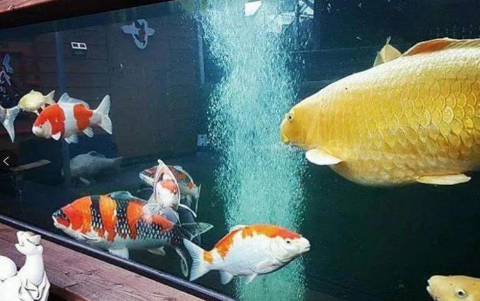 錦鯉一般養(yǎng)幾條最吉利，錦鯉魚飼養(yǎng)方法