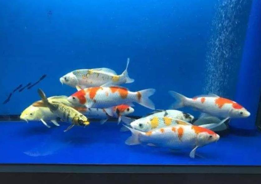 錦鯉一般養(yǎng)幾條最吉利，錦鯉魚飼養(yǎng)方法