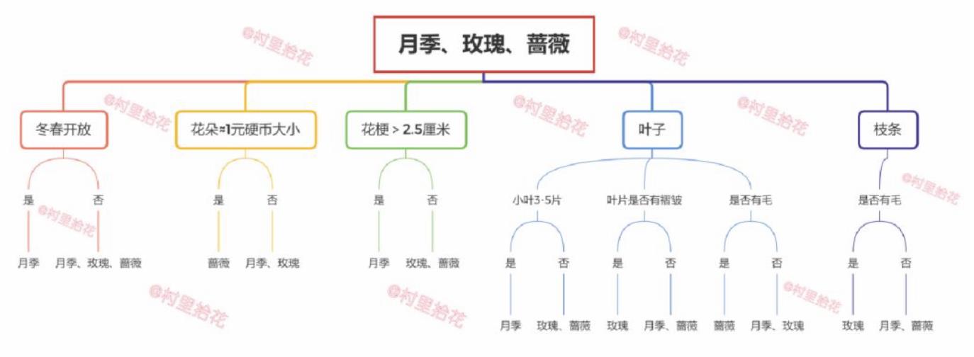 玫瑰月季薔薇怎么區(qū)分